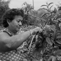 Guajira-Tree-Picker