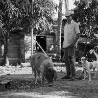 Guajiro,-Puerco-y-Perro-(Rescan-Large)