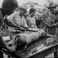 Pig-Skinning